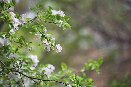 春天,花