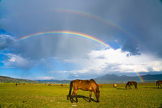 彩虹与马