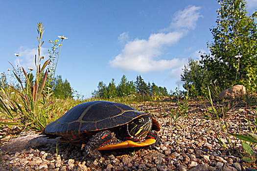 锦龟,新斯科舍省,加拿大