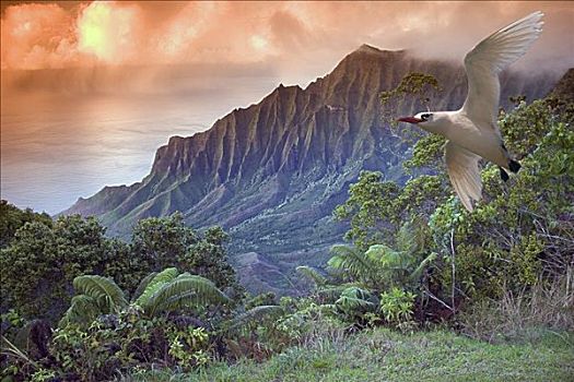 夏威夷,考艾岛,纳帕利海岸,卡拉拉乌谷,山脊,暸望,飞鸟,前景