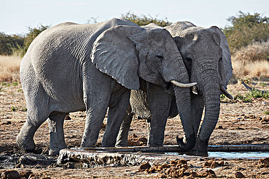 两个,非洲象,站立,水潭,草地