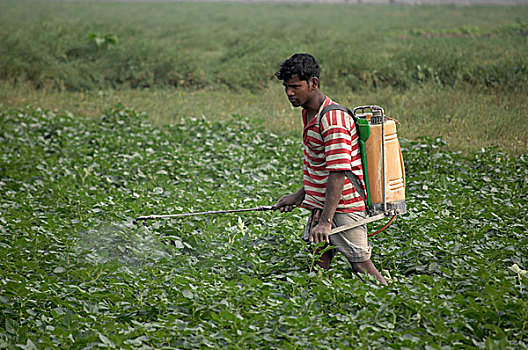 一个,男人,杀虫剂,土豆田,孟加拉,二月,2008年