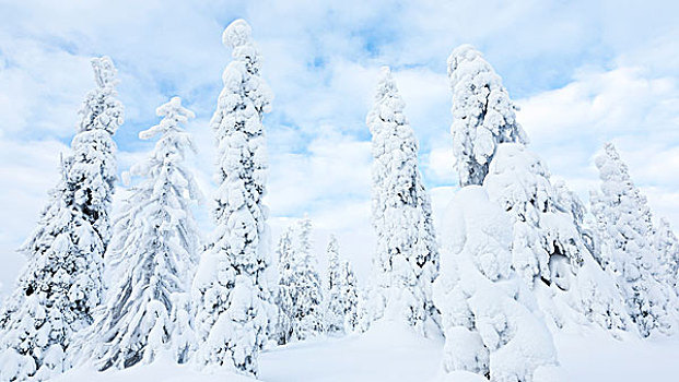积雪,树,国家公园,拉普兰,芬兰