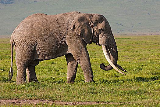 非洲象,恩戈罗恩戈罗,保护区,坦桑尼亚