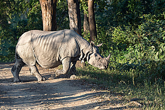 印度犀,印度犀牛,林道,卡齐兰加国家公园,阿萨姆邦,印度,亚洲