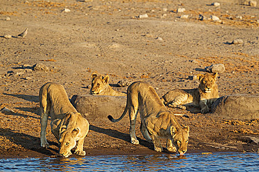 狮子,两个,喝,女性,休息,亚成体,雄性,幼兽,水坑,埃托沙国家公园,纳米比亚,非洲