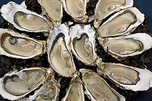 牡蛎,大浅盘,布列塔尼半岛,法国