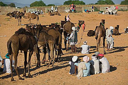 印度,拉贾斯坦邦,普什卡,牲畜,骆驼
