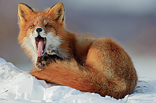 红狐,狐属,哈欠,堪察加半岛,俄罗斯