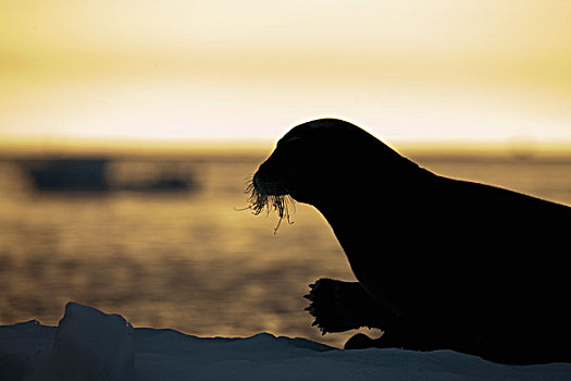 挪威,斯瓦尔巴特群岛,剪影,髯海豹,休息,冰,靠近,岛屿,富兰克林,声音,夏天,晚间