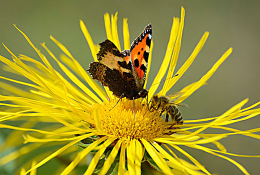 昆虫,会面,同时,收集,花蜜,花,小,蜂蜜,蜜蜂