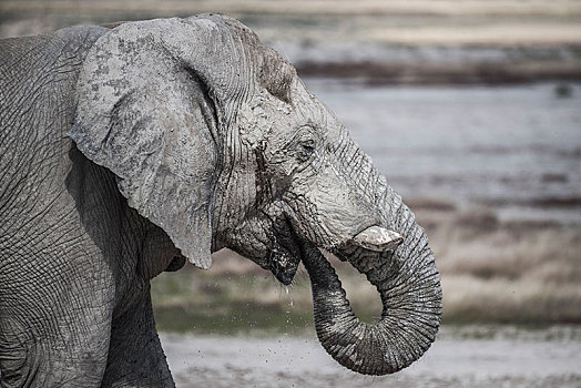 非洲象,喝,埃托沙国家公园,纳米比亚,非洲