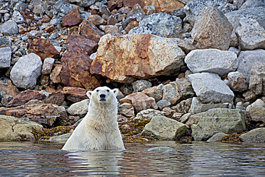 北极熊,成年,水中,靠近,岩石,岸边,斯匹次卑尔根岛,斯瓦尔巴特群岛,北极