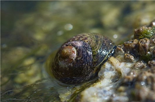 海蜗牛,微距