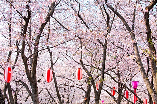 樱花,树,红灯笼