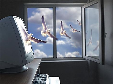 鸟,飞翔,室外,电脑显示器