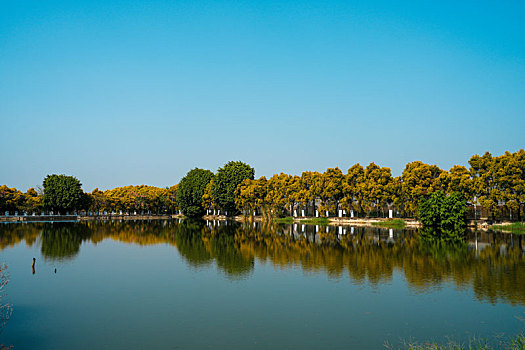 羊城广州番禺万顷沙农科院基地的初冬美景之千层金树