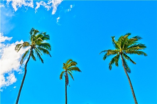 棕榈树,考艾岛,夏威夷