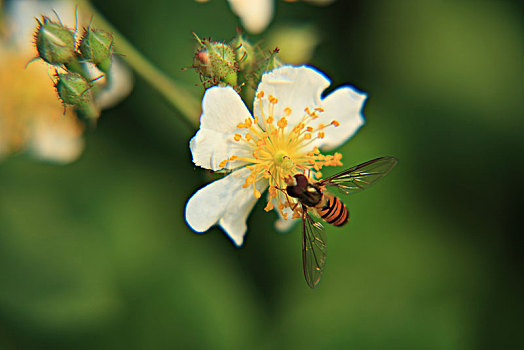 蔷薇花,蜜蜂