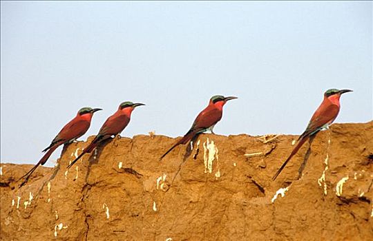 深红色,食蜂鸟,鸟窝,堤岸,赞比西河