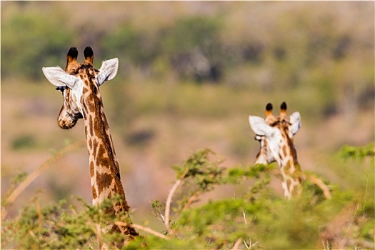长颈鹿,野生动物,动物
