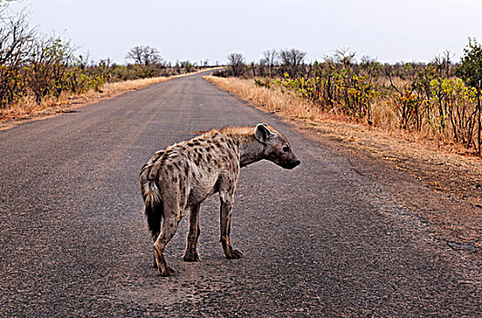 斑点,鬣狗,道路,克鲁格国家公园,南非