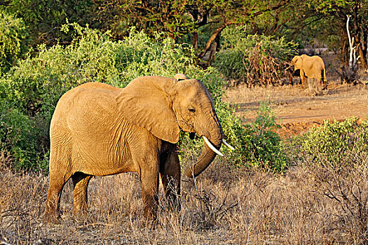 非洲象,晚霞,桑布鲁野生动物保护区,肯尼亚