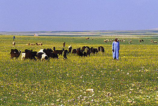 摩洛哥,靠近,玛拉喀什,男人,放牧,山羊