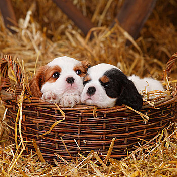查尔斯王犬,两个,小狗,三种颜色,布伦海姆,7星期大,卧,柳条篮,稻草
