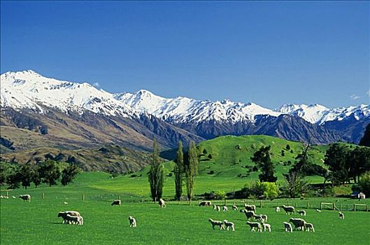 绵羊,南阿尔卑斯山,山脉,新西兰