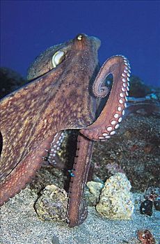 章鱼,真蛸,海洋生物,亚速尔群岛,大西洋,水下,鱼,葡萄牙,海洋,动物