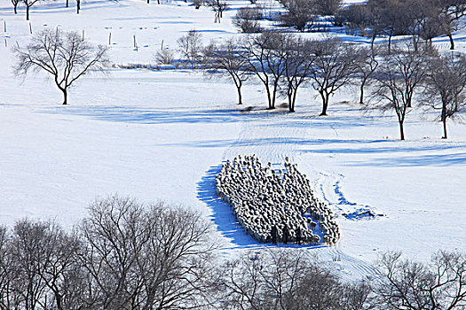 冬季草原放牧羊群