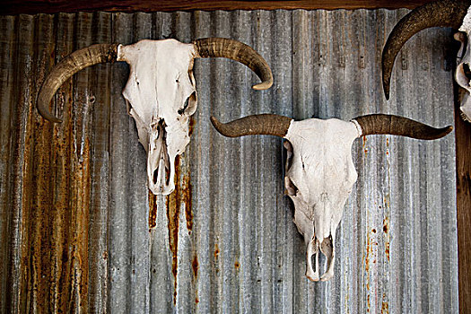 有角,母牛,头骨,生锈,金属,墙壁,德克萨斯,美国