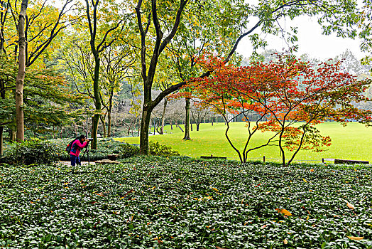 杭州太子湾公园秋景