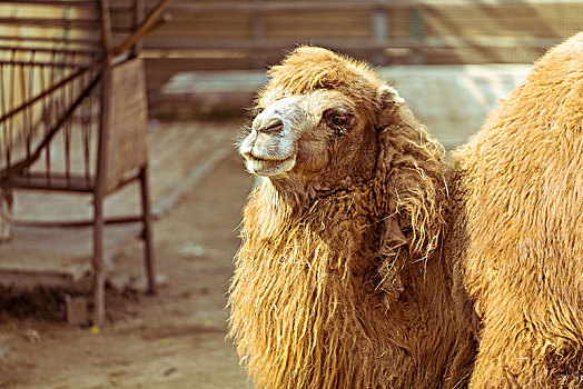动物园里毛发浓密的骆驼