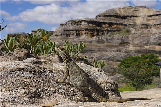马达加斯加,迅速,砂岩,石头,国家公园