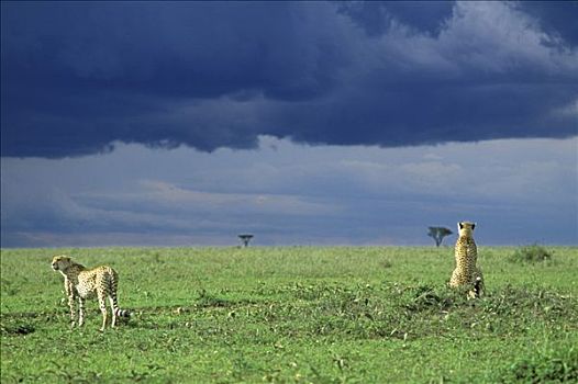 两个,印度豹,向外看,猎豹,马赛马拉,肯尼亚