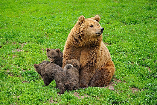 头像,棕熊,幼兽,德国