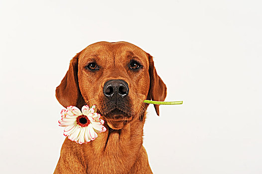 拉布拉多犬,雌性,花,嘴