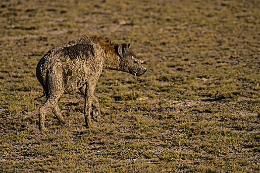 肯尼亚山国家公园斑鬣狗