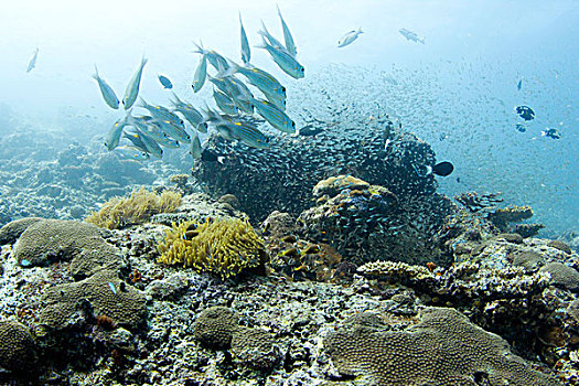 鱼群,鱼,礁石,环礁,马尔代夫,印度洋