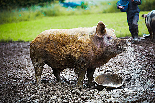猪,站立,泥,地点,靠近,进食,桶