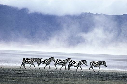 白氏斑马,斑马,群,模糊,大草原,塞伦盖蒂国家公园,坦桑尼亚