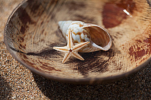 海贝,干燥,海星,木碗,沙滩
