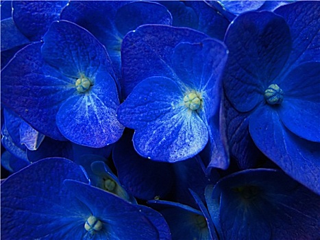 蓝色,八仙花属
