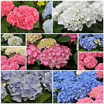 粉色,蓝色,白色,八仙花属,绣球花