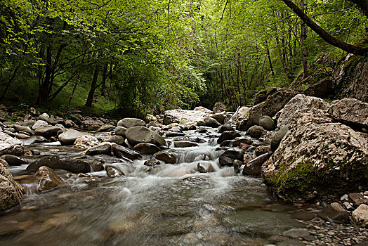溪流,树林,落叶树,自然保护区,托斯卡纳,意大利,欧洲