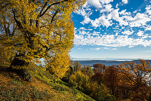 老,菩提树,椴树属,秋天,靠近,康士坦茨湖,巴登符腾堡,德国,欧洲