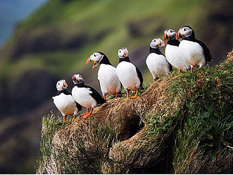 角嘴海雀,石台,冰岛