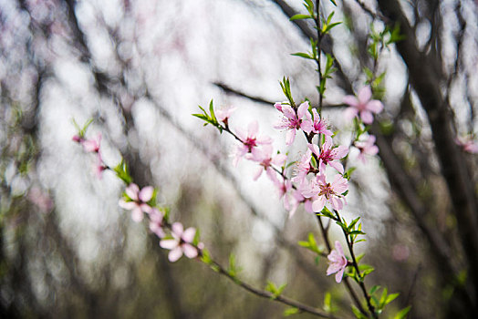 春季盛开的桃花花朵特写